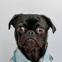 cute dog